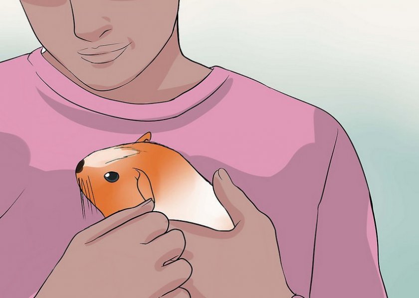 Морская свинка на руках