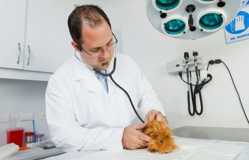 Морская свинка у ветеринара