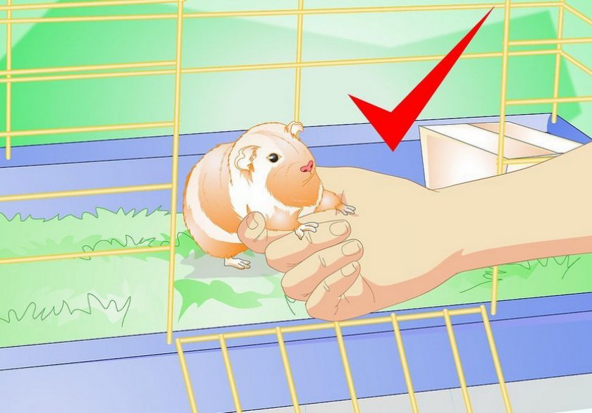 Дружелюбная морская свинка