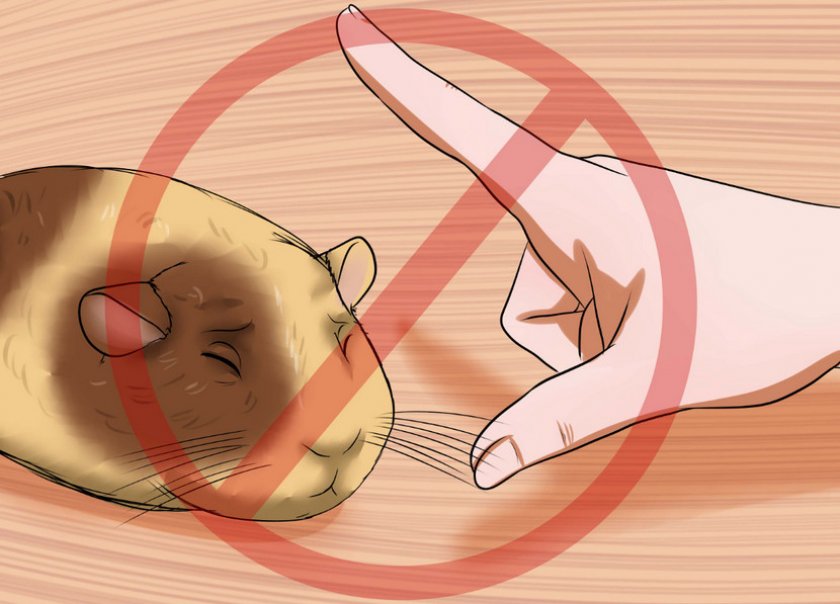 Укус морской свинки