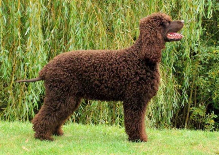 Ирландский водяной Ирландский водяной