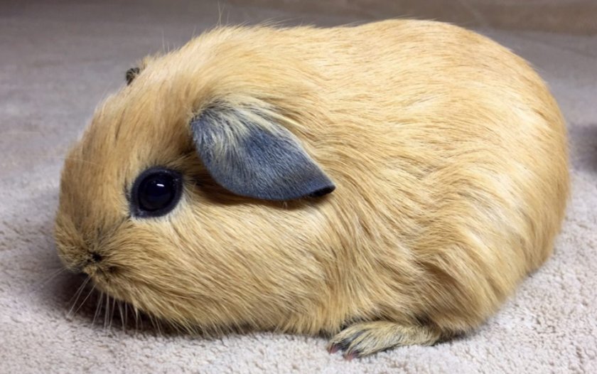 Морская свинка Морская свинка