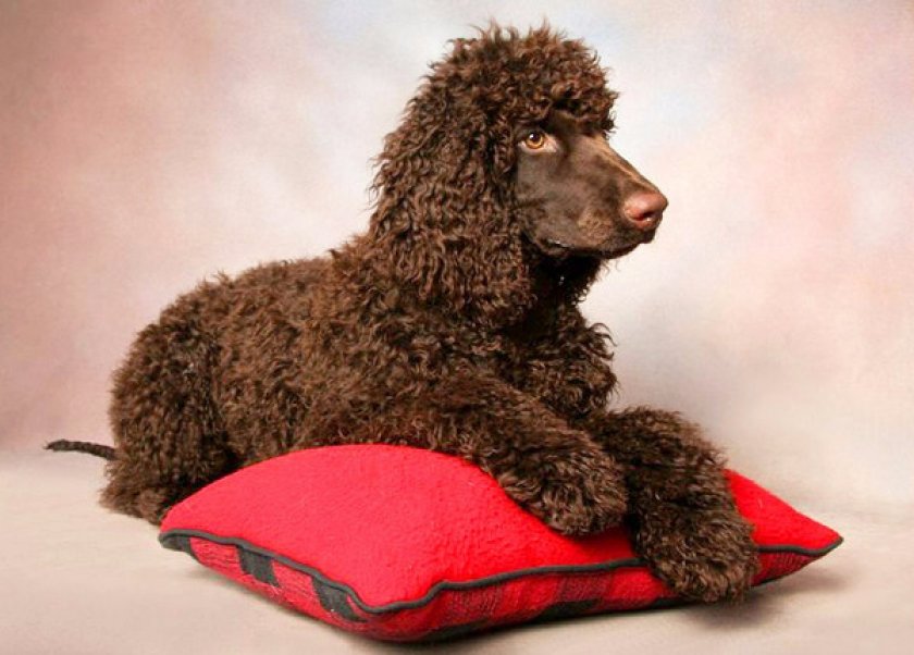 Ирландский водяной Ирландский водяной