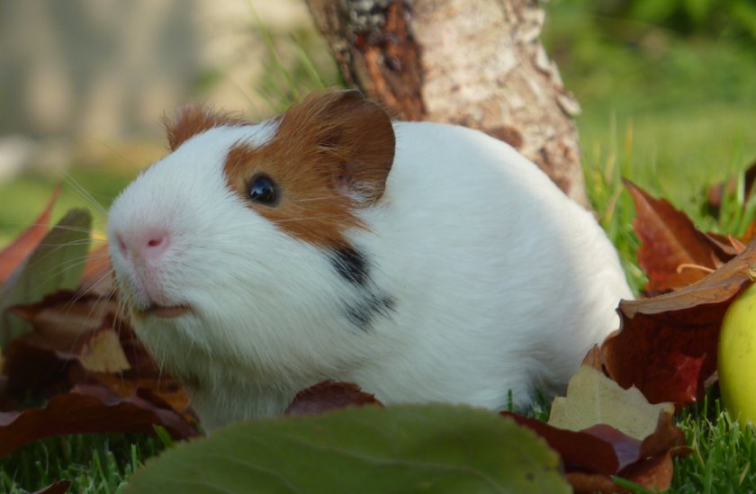 Морская свинка Морская свинка