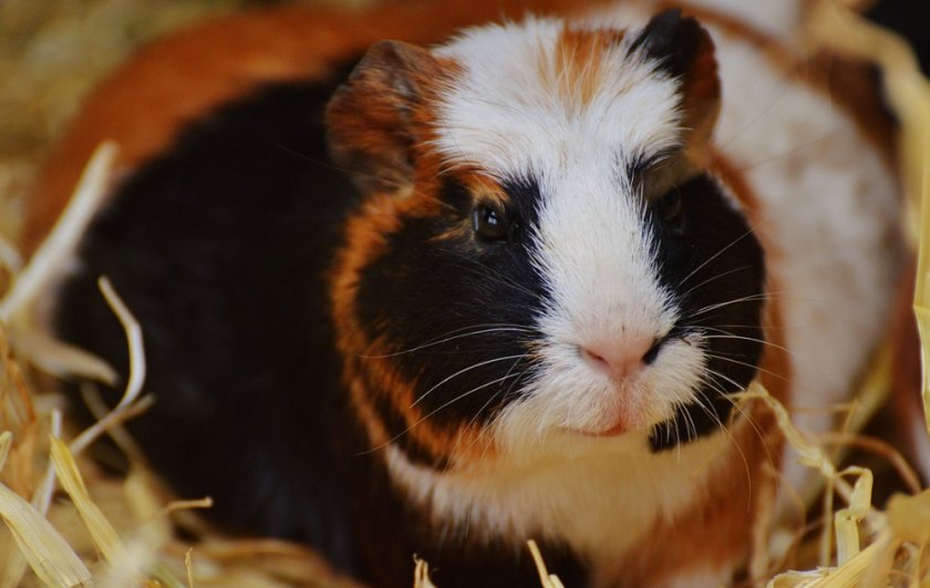 Морская свинка Морская свинка