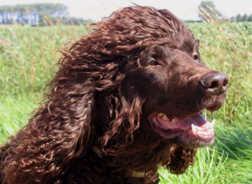 Ирландский водяной Ирландский водяной