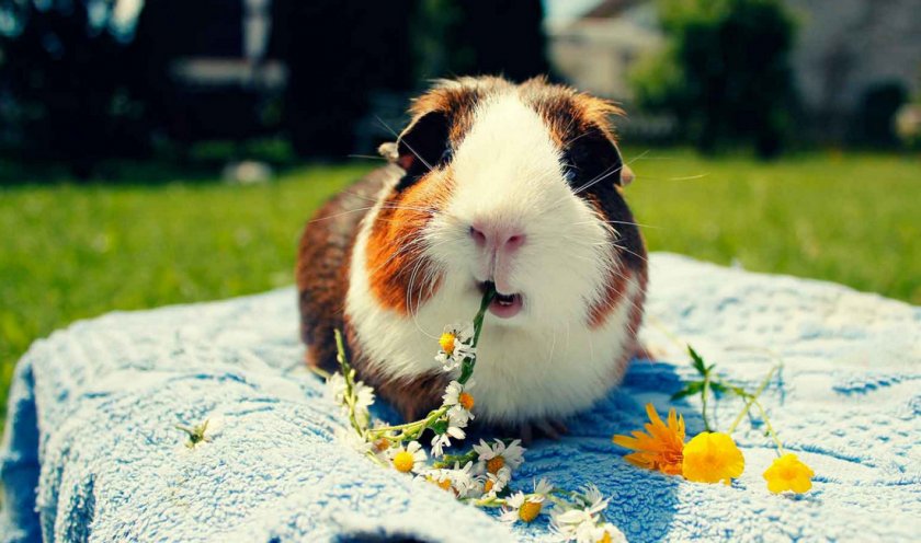 Морская свинка