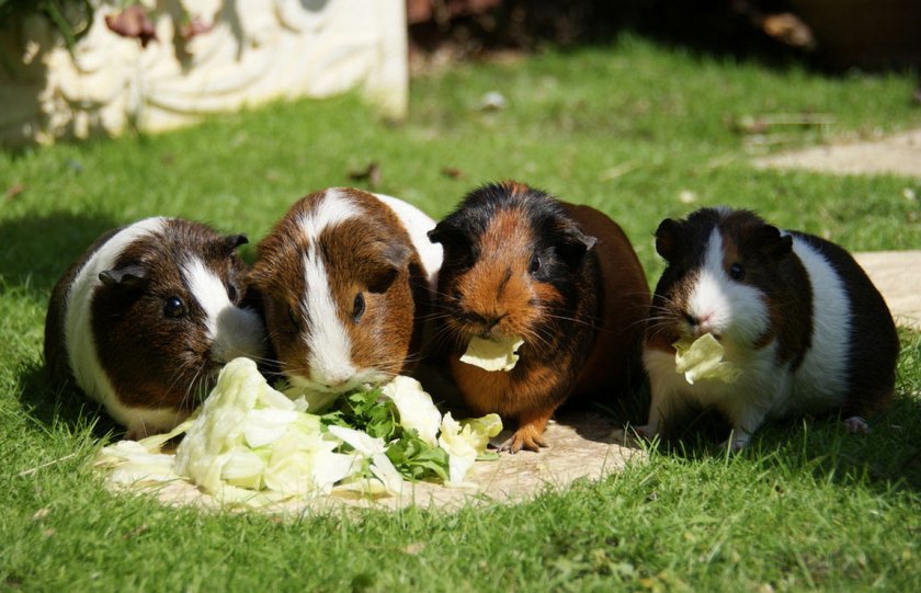 Морские свинки