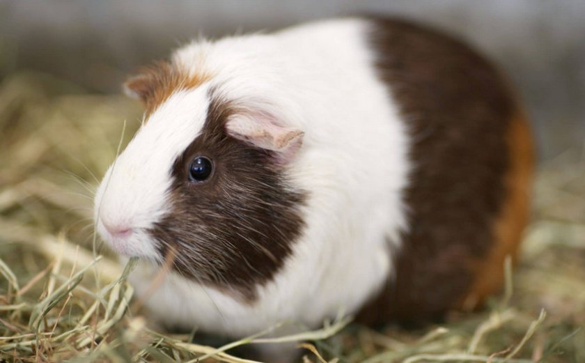 Беременная морская свинка