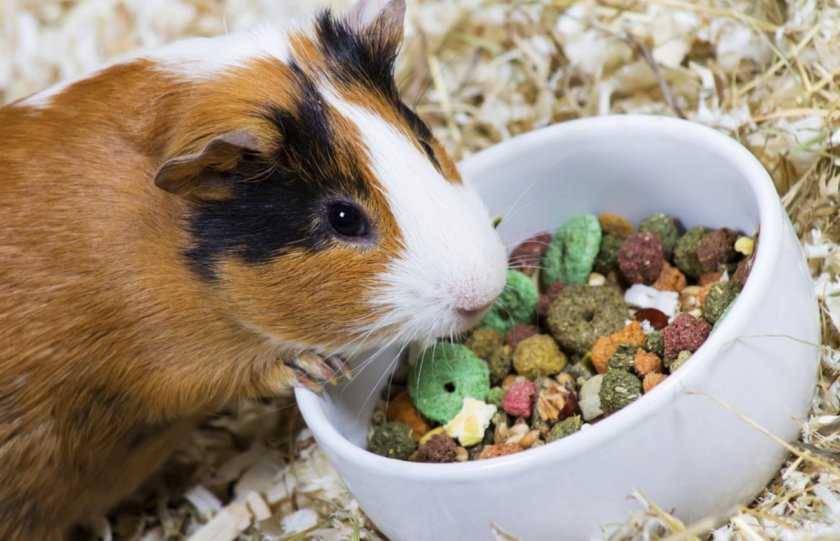 Морская свинка ест корм