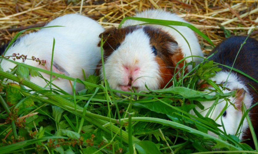 Травы для кормления морских свинок