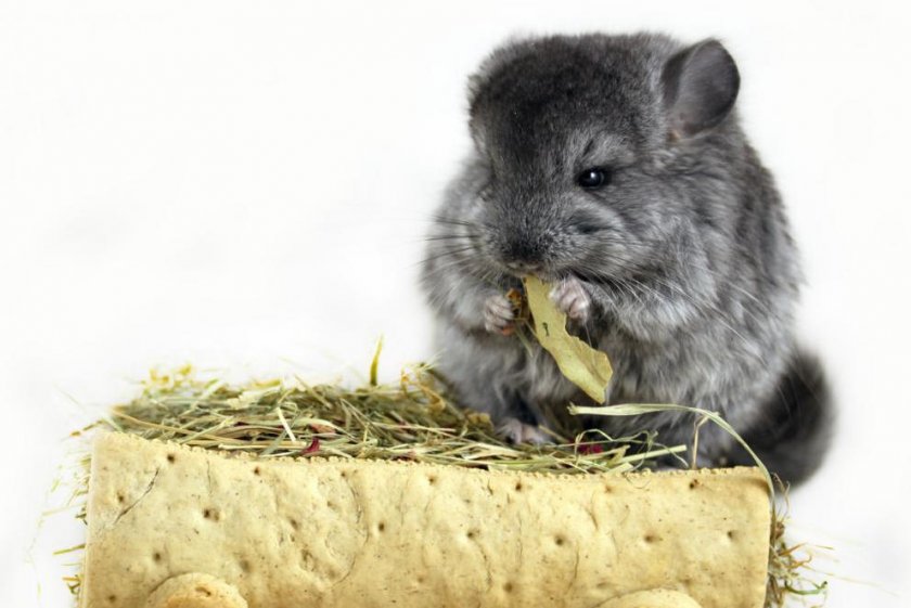 Питание шиншиллы