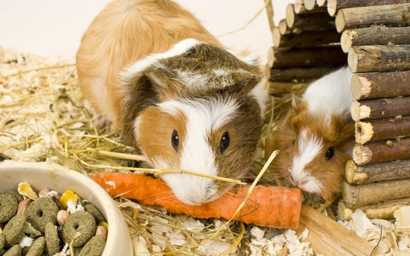 Морские свинки едят