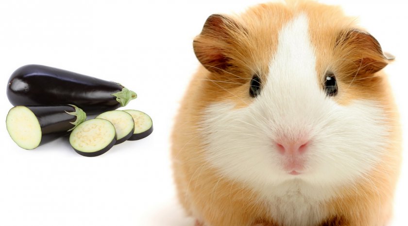 Баклажаны для морской свинки
