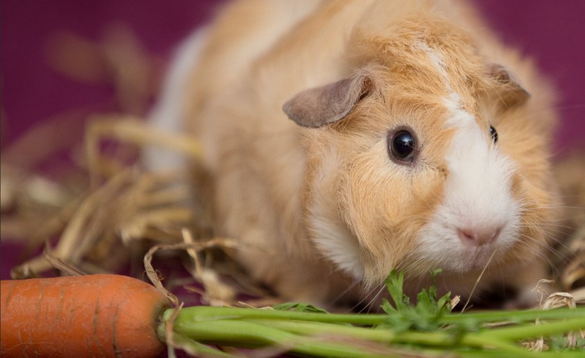 Морская свинка ест морковь