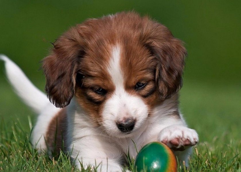 Коикерхондье Коикерхондье