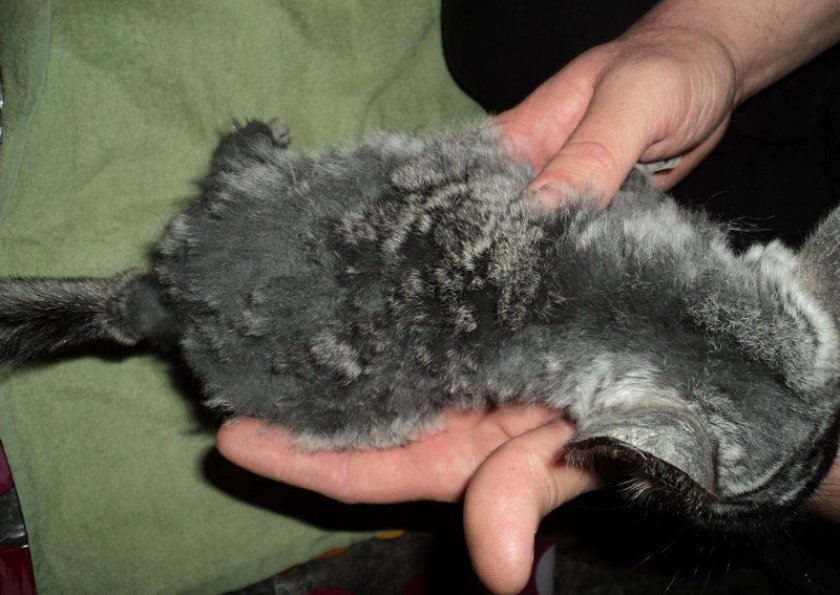 Ювенальная линька у шиншиллы