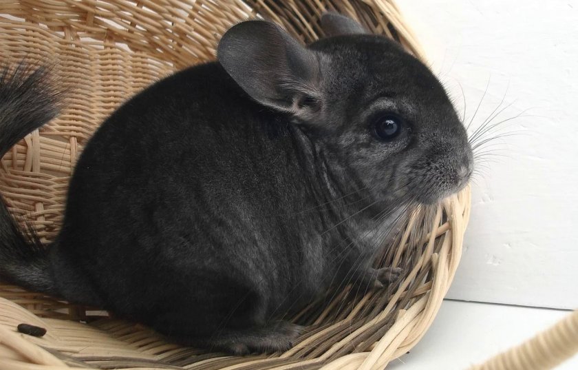 Домашняя шиншилла