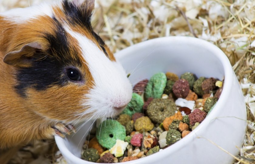 Питание кейви Питание кейви