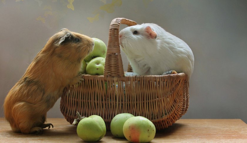 Морские свинки едят яблоки