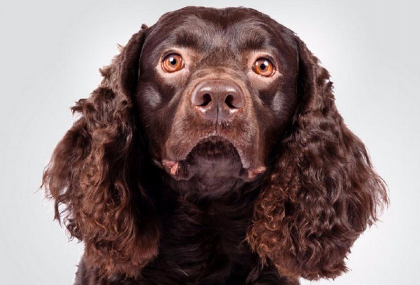 Американский водяной Американский водяной