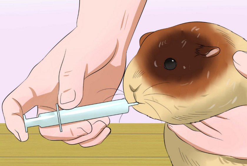 Вскармливание морских свинок Вскармливание морских свинок