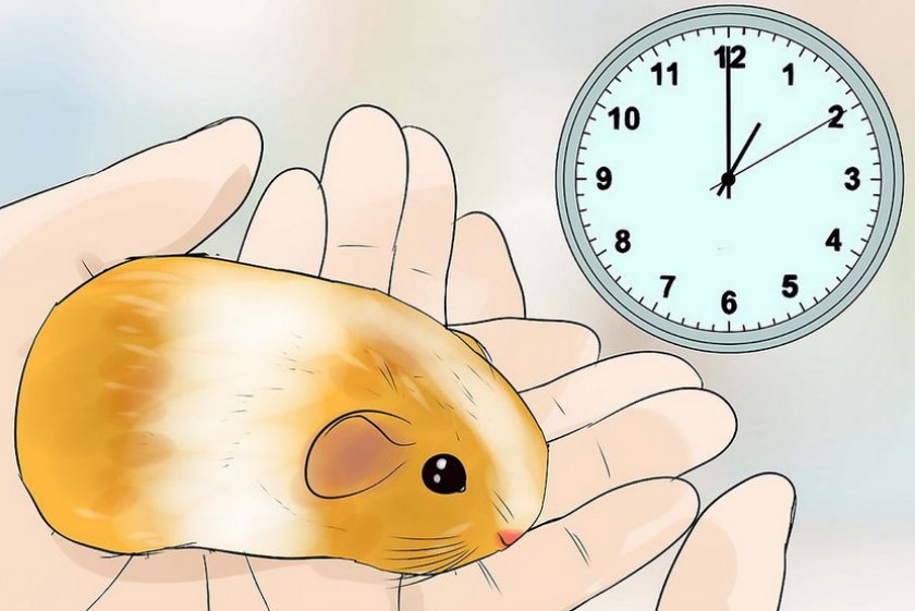 Малыш на руках