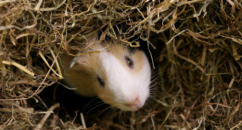Морская свинка в сене
