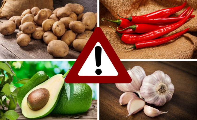 Запрещённые продукты для морской свинки