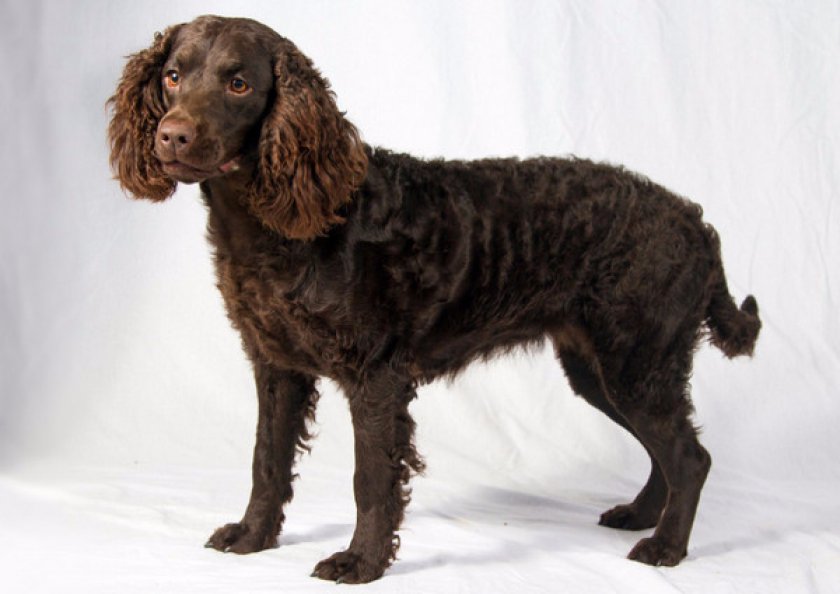 Американский водяной Американский водяной