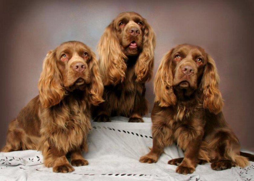 Суссекс Суссекс