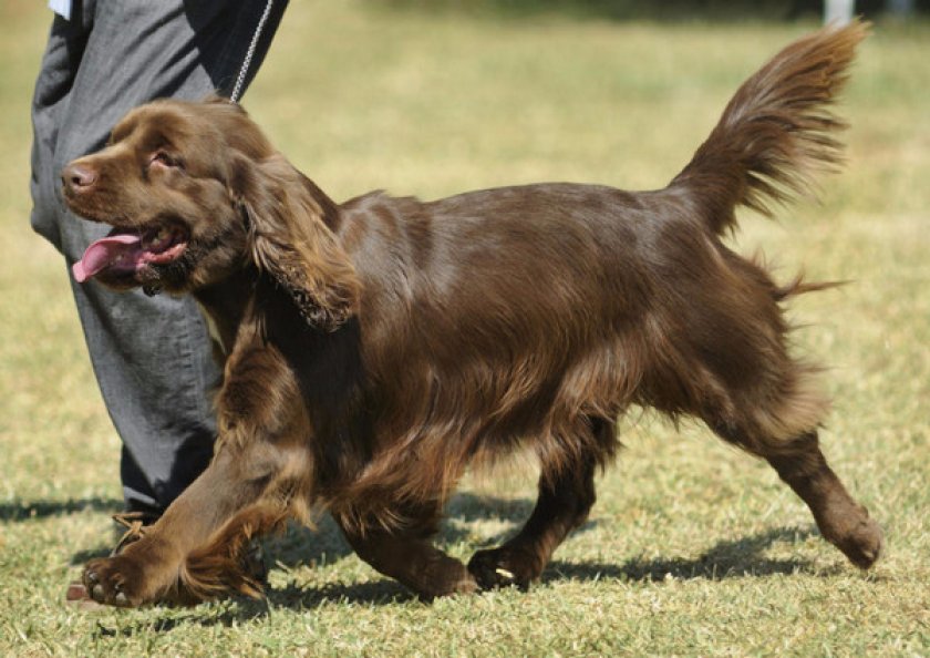 Суссекс Суссекс