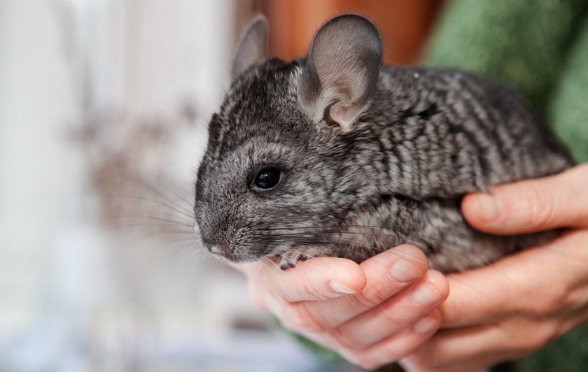 Здоровая шиншилла Здоровая шиншилла