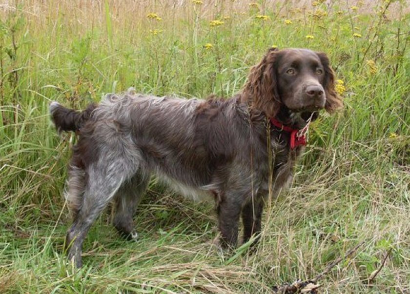 Немецкий вахтельхунд Немецкий вахтельхунд