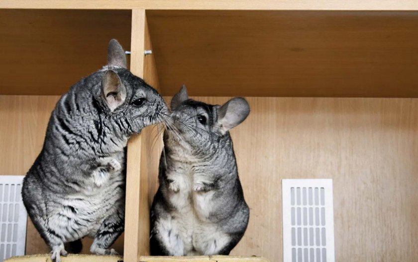 Пара шиншилл Пара шиншилл