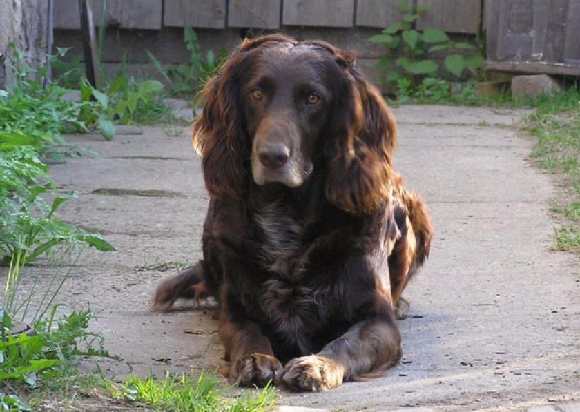 Немецкий вахтельхунд Немецкий вахтельхунд