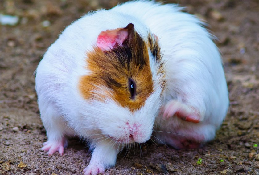 Морская свинка чешется