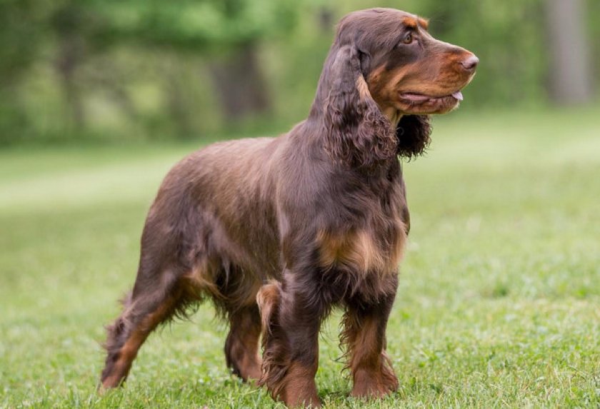 Немецкий вахтельхунд Немецкий вахтельхунд