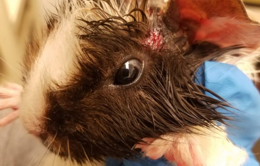 Грибок у морской свинки