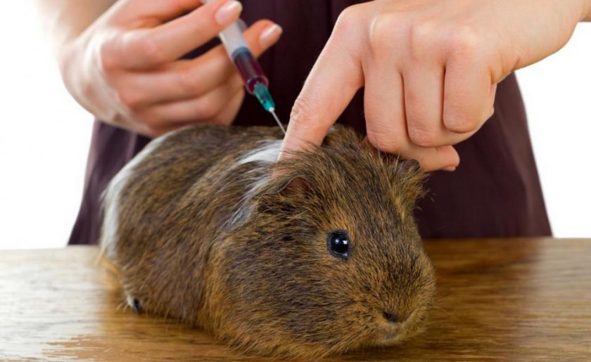 Морская свинка