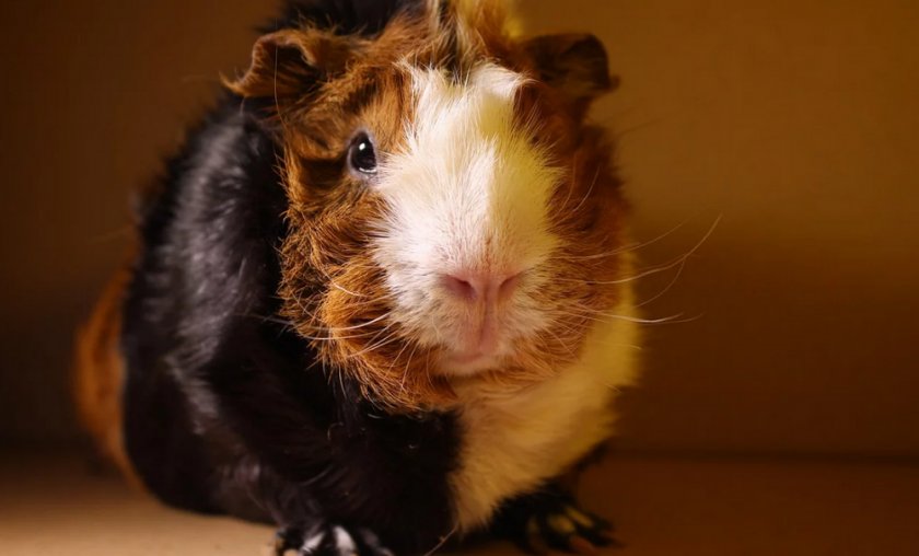 Морская свинка