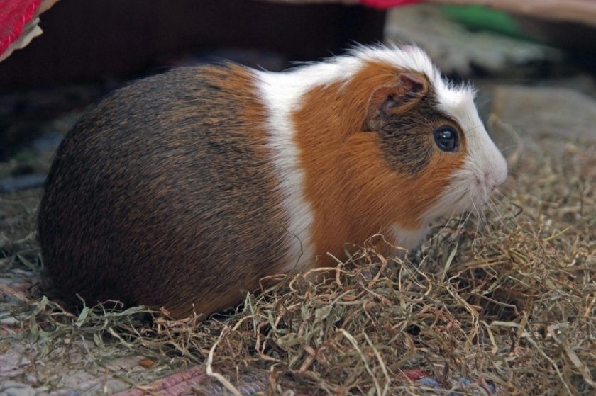 Морская свинка