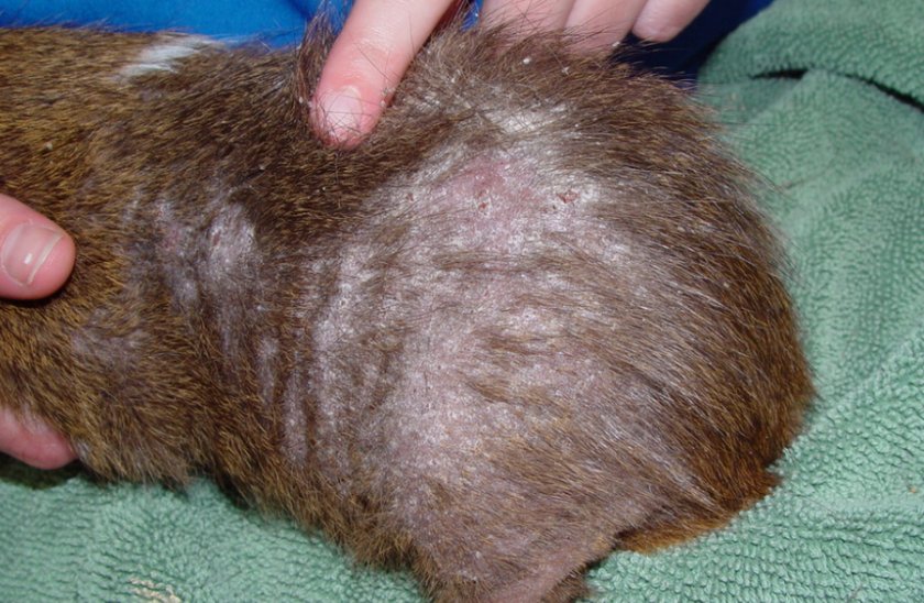 Подкожный клещ у морской свинки