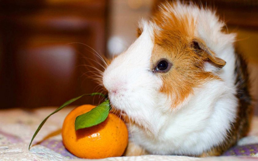 Морская свинка кушает