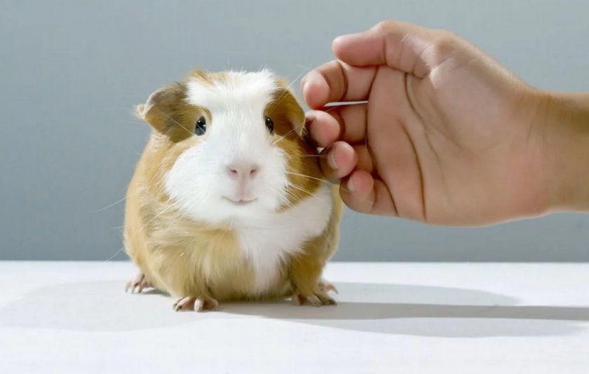 Морская свинка