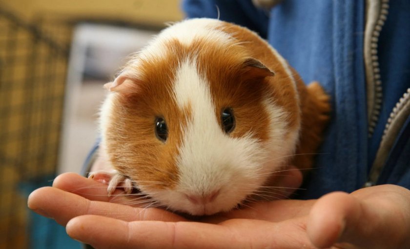 Морская свинка Морская свинка