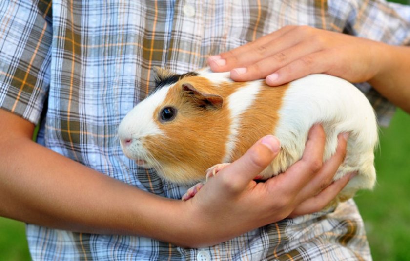 Морская свинка на руках