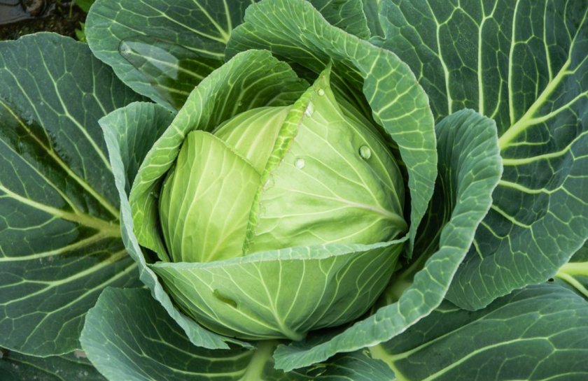 Белокочаная капуста