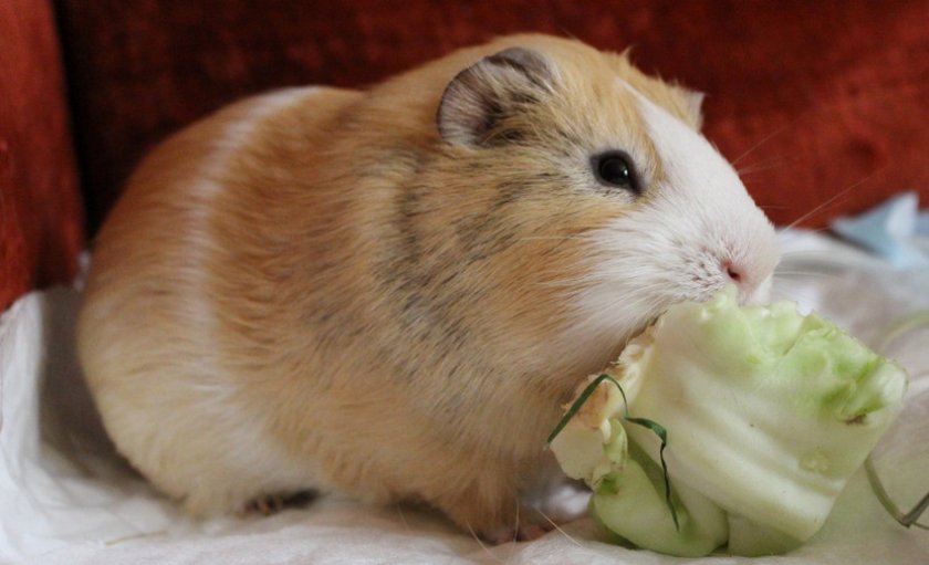 Угощение для грызуна