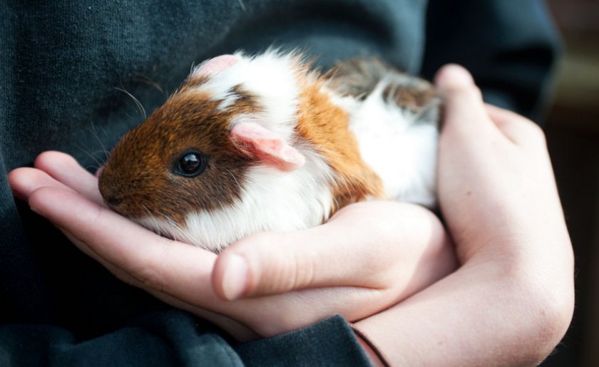 Питомец на руках